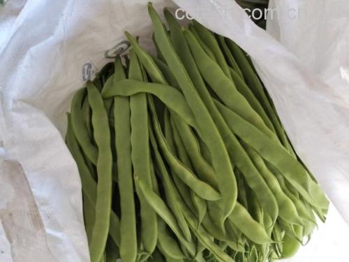 新鲜采摘的扁青芸豆,颜色翠绿饱满,适合多种做法 扁青芸豆食材图