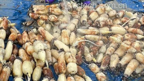 花蛤正在清水中吐沙的过程 花蛤吐沙过程