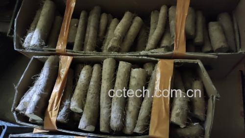 新鲜采摘的白玉山药,表皮光滑洁白 白玉山药特写