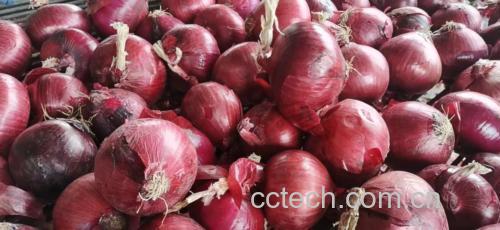 芹菜炒洋葱成品图,色泽鲜亮,香气扑鼻 芹菜炒洋葱成品图