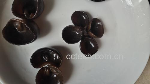 一盘色泽鲜亮、调料丰富的凉拌秋木耳,摆盘精美,诱人食欲 凉拌秋木耳成品图