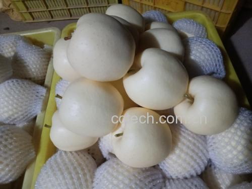 黄元帅苹果切开展示果肉与果核,清晰可见果核位置 黄元帅苹果切开展示果肉与果核