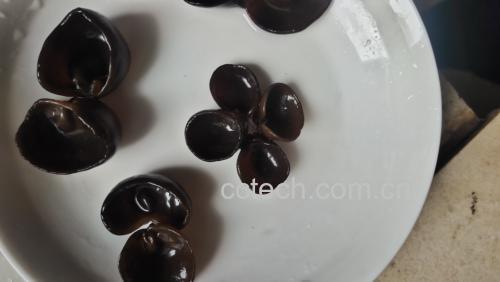 图表展示秋木耳主要营养成分及其与常见食材的对比 秋木耳营养成分图表