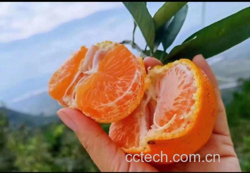 鲜食甜橙
