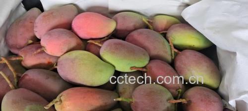 凉拌大青芒成品图