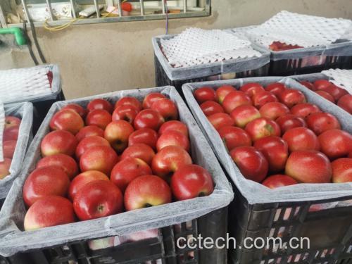高清微距拍摄的嘎啦苹果整果与横切面:展示典型红黄条纹外观、光滑果皮纹理及乳白细密果肉结构,无褐变或软化迹象,体现新鲜采收品质 嘎啦苹果特写:红黄相间条纹果皮,表面覆有天然蜡质光泽,切开后果肉呈乳白色,质地紧实多汁
