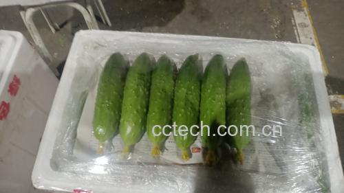 使用密封袋与纸巾包裹进行冷藏保鲜的旱黄瓜保存方法图解 旱黄瓜冷藏包装示意图