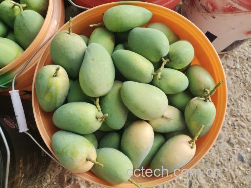 烂的小台芒果肉局部软化但无霉变 小台芒果肉变软但仍无霉变