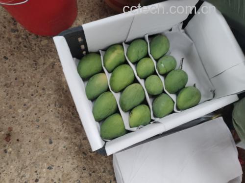 展示一颗完整的小台芒青果,表皮呈绿色,表面光滑无损伤 小台芒青果特写