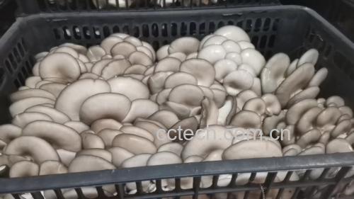 凉拌灰平菇摆盘图,搭配蒜泥酱汁和蔬菜丝,突出其清新爽口的特点 凉拌灰平菇成品图