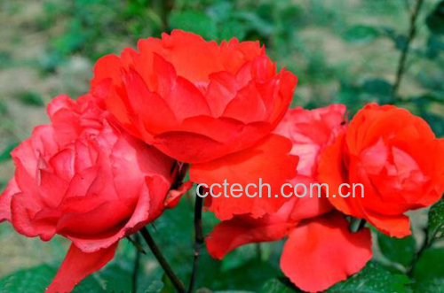 雏菊花瓣特写展示其细腻质地 雏菊花瓣特写展示其细腻质地