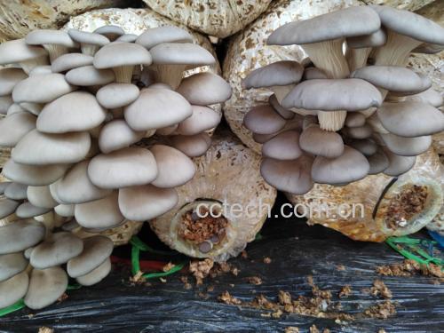鲜平菇菌盖特写：展示典型扇形轮廓、内卷柔韧边缘、光滑湿润表面及均匀灰褐色泽