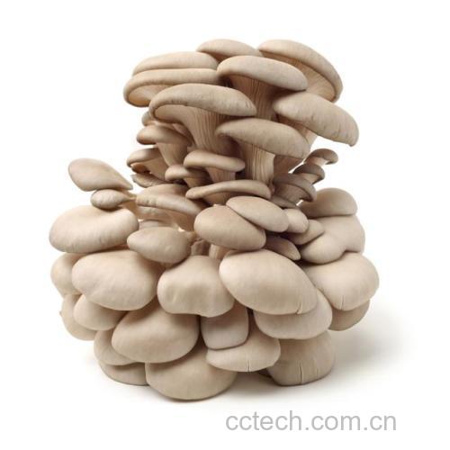 一位厨师正在厨房水槽中用流动清水轻轻冲洗新鲜的平菇片和成束的金针菇,背景为不锈钢操作台与切菜板,左侧摆放着去根后的平菇散片,右侧为剪去根部的金针菇小捆,光线明亮自然,突出食材的新鲜度与洁净处理流程 鲜平菇与金针菇清洗处理过程