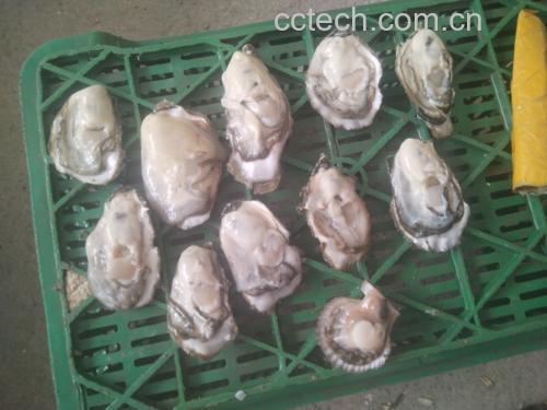 展示新鲜生蚝的清洗与去壳过程,背景干净整洁 生蚝清洗与去壳过程