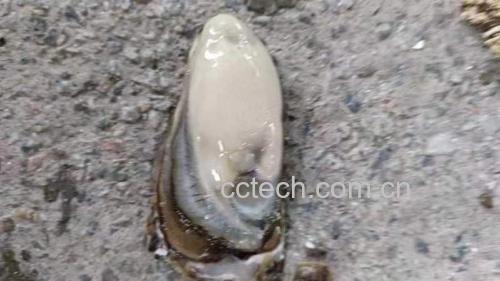 展示花蛤在盐水中吐沙、清洗外壳的过程 花蛤清洗过程图