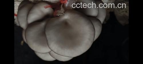 平菇酿虾滑成品图