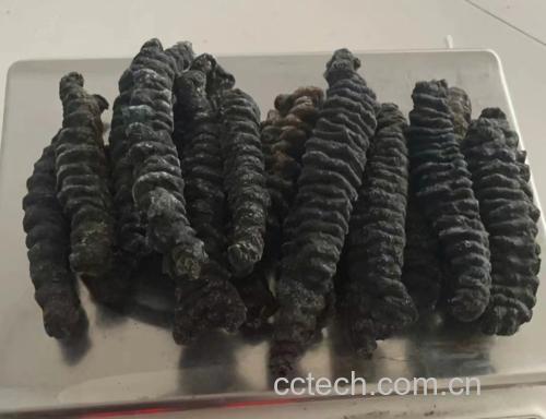 花蛤内部可见黑色斑点,清晰展示其位置与形态 花蛤内部的黑色物质特写