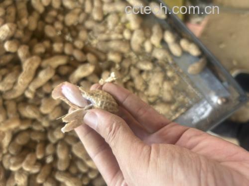 展示新鲜与不新鲜花蛤的区别,包括壳的状态、肉质和气味 花蛤新鲜度对比图