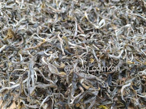 展示茉莉花茶干茶形态与色泽,茶叶紧结匀整,带有淡淡的白色茉莉花瓣 茉莉花茶成品展示