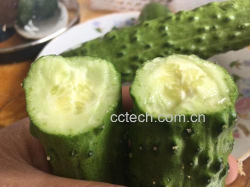 并排摆放的两片横切样本:左侧旱黄瓜切片呈均匀浅绿色,果肉致密无孔隙,维管束清晰呈放射状,籽腔窄小;右侧水果黄瓜切片颜色偏黄绿,果肉疏松可见明显孔洞,维管束模糊,籽腔宽大且种子发育饱满;标尺显示两者直径差异显著 旱黄瓜与水果黄瓜横切对比图