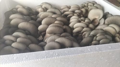 装盘后的蒜香蚝油炒平菇,色泽诱人,香气扑鼻 成品蒜香蚝油炒平菇
