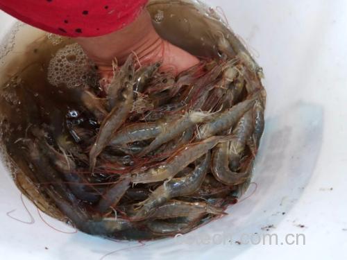 蒸海鲜的火候与时间控制 蒸海鲜过程