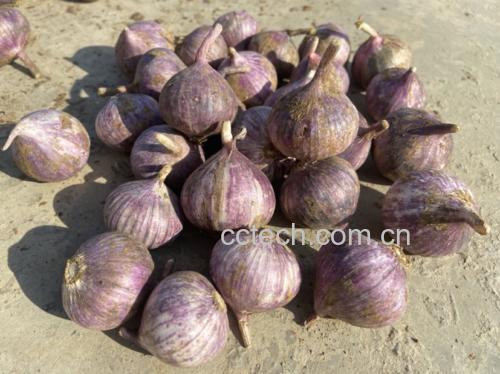 图片说明:新鲜采摘的独头蒜,表皮洁白,蒜瓣完整无分瓣 独头蒜实物图