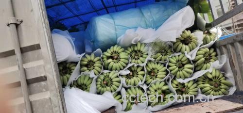 雪梨与香蕉在榨汁机中被搅打成果汁,机器正在运行中 榨汁过程示意图