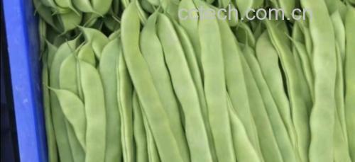 凉拌扁青芸豆摆盘图,色彩清新,调料丰富 扁青芸豆凉拌装盘图
