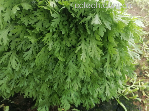 新鲜蒿子杆全株高清特写,突出茎秆粗度、叶形特征及表面绒毛细节,体现‘蒿子杆’品种辨识度 蒿子杆新鲜整株特写:深绿色粗壮茎秆带茂密羽状叶片,茎基部浅紫色晕染,叶片表面覆细腻白绒毛,背景为竹编簸箕