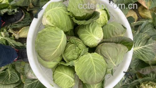 羽衣甘蓝与奇亚籽混合食材图