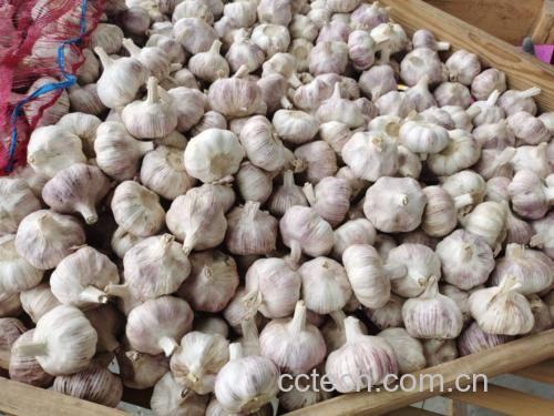 红蒜与柠檬、橄榄油、蜂蜜等食材搭配示意图,展现其在健康饮食中的多样性应用 红蒜与其他食材搭配示意图