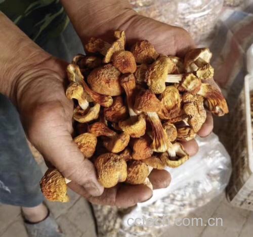 图片说明:姬松茸用于多种烹饪方式,展现其多样化的应用价值 姬松茸烹饪示意图