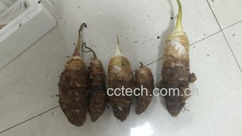 蒜蓉炒香芋茎成品图