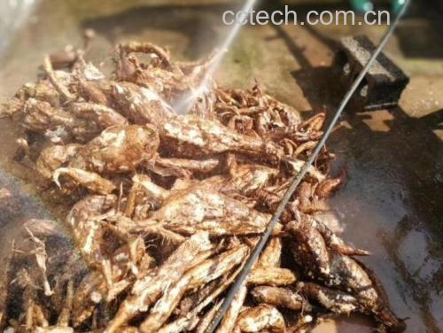 香芋叶茎清洗过程