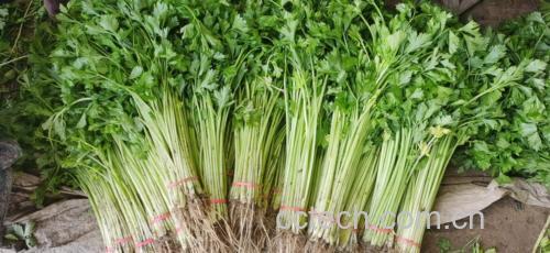 高清俯拍:左侧为斜切4cm香芹段(茎绿叶嫩),右侧为分装的蒜苗白茎段(乳白带浅紫晕)与嫩绿叶段;案板干燥洁净,无水渍,体现严格控水工艺 香芹与蒜苗分切处理特写