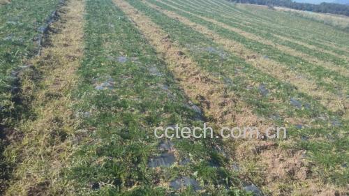 秘鲁Junín大区Punco高原黑玛卡种植基地航拍图:可见海拔4100米火山灰土壤、梯田式种植结构、晨间云雾缭绕的典型高寒生态,田间标注地理标志GI认证标识牌 秘鲁安第斯高原黑玛卡原产地实景