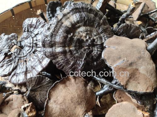 芝麻的营养成分对比图,包含钙、铁、锌等矿物质含量柱状图 芝麻的营养成分对比图