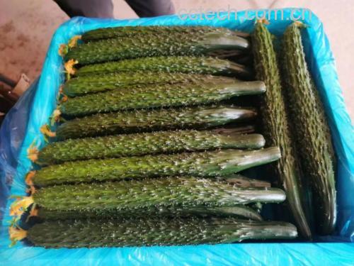 旱黄瓜植株生长于沙壤旱地,茎蔓粗壮,叶片厚革质;果实呈短圆柱形,表皮深绿色覆盖密集白色硬刺,瓜把短缩木质化,横切面果肉致密、籽腔极小,无空心现象 旱黄瓜植株与果实特写