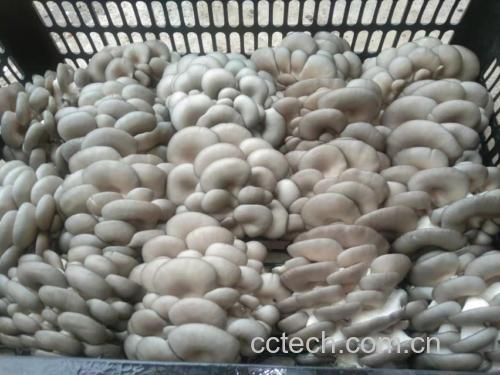 展示一篮新鲜采摘的白色平菇,表面湿润,形态完整 鲜平菇特写