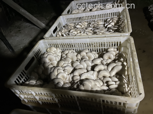 展示农贸市场中摆放整齐的新鲜平菇,摊主正在整理货品 市场上的新鲜平菇摊位