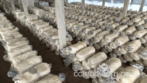 展示一个现代化的食用菌种植基地,工人正在检查平菇生长情况 现代化食用菌种植大棚内部