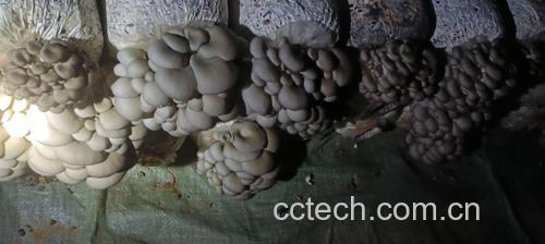 自然光下鲜平菇整簇陈列图:展示典型新鲜状态——菌盖饱满、色泽均一、菌柄短粗、无粘连无水痕,体现‘鲜平菇’最佳采收形态 一篮优质鲜平菇全景:扇形菌盖层层叠叠,色泽均匀浅灰褐,菌柄短粗挺立,整体干燥清爽无水渍,背景为竹编菜篮与木质案板