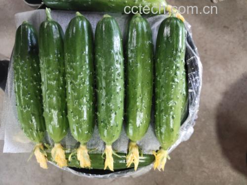 图片说明:左侧为旱黄瓜,右侧为水黄瓜,展示其外观和大小差异 旱黄瓜与水黄瓜对比图