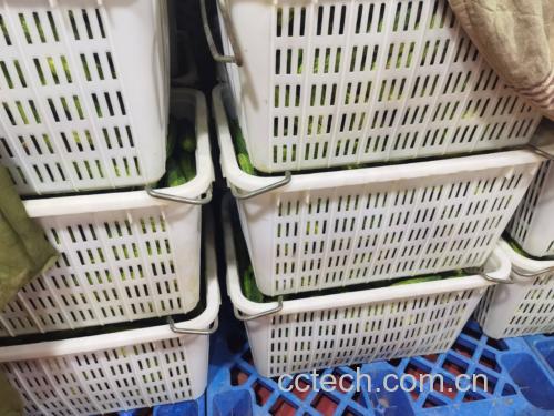 一堆新鲜采摘的旱黄瓜整齐摆放在案板上,背景为农村田园风光 新鲜旱黄瓜原料图