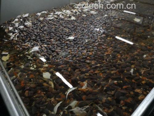 展示梭子蟹清洗与去内脏的过程 梭子蟹处理过程