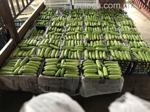 孕妇在市场挑选新鲜的旱黄瓜 孕妇挑选新鲜旱黄瓜