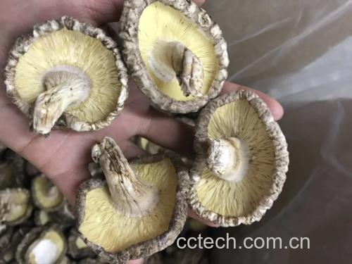 展示新鲜香菇与鲜平菇并排摆放的照片 常见菌类食材组合图