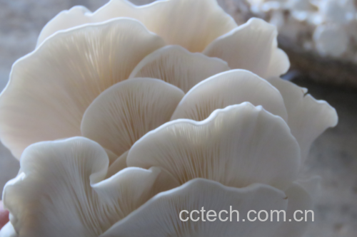手触摸平菇的特写图,突出手感紧实的质感 平菇质地判断示意图