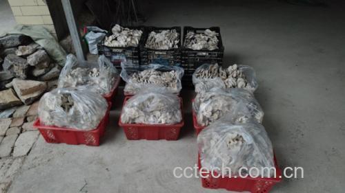 展示大小不同的平菇,帮助消费者理解最佳尺寸范围 不同大小的平菇对比图